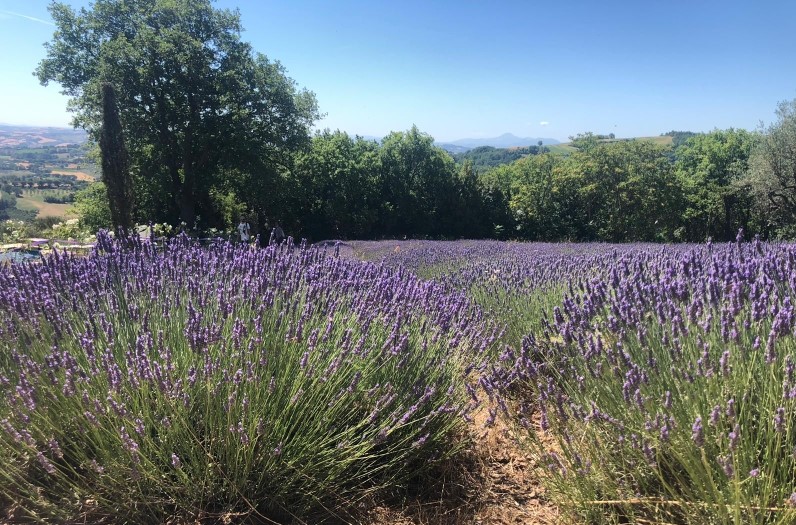 Campi di lavanda a Mombaroccio