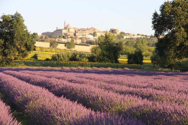 _CORINALDO-LAVANDA-1