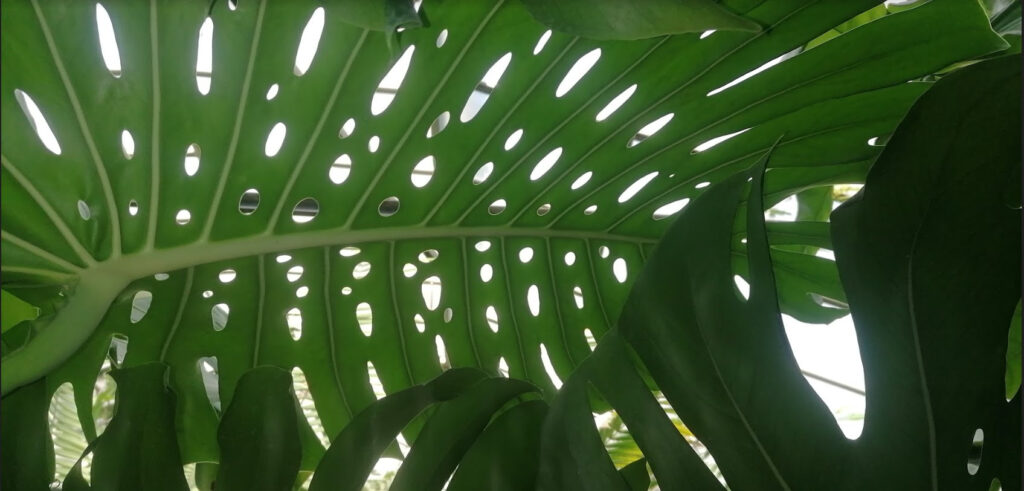 LA CONSERVA DELLA NEVE: dal 16 al 18 settembre alla scoperta del verde più insolito (Roma, Orto Botanico)