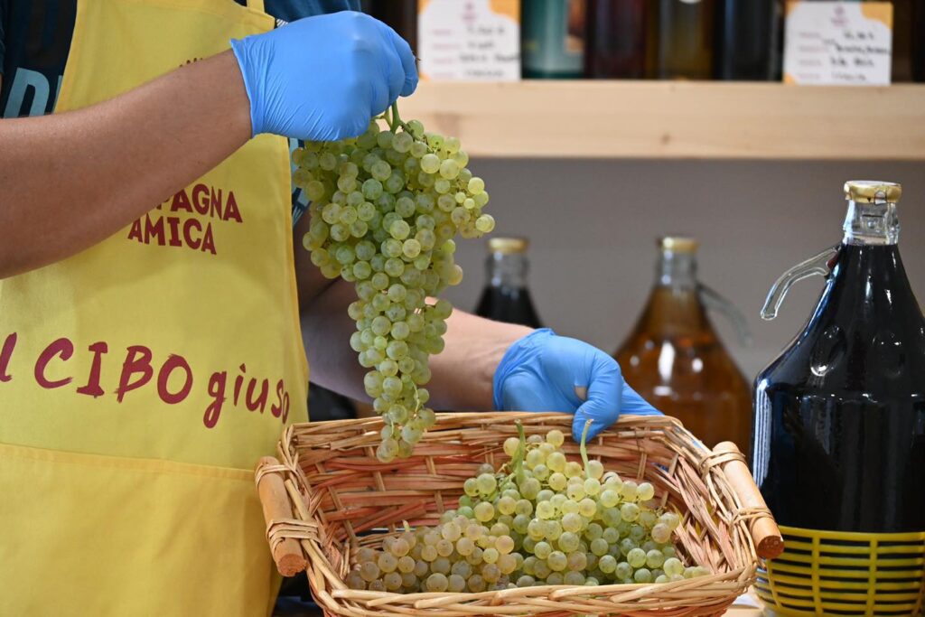 Coldiretti Marche festeggia la fine della vendemmia tra sapori, tradizioni e degustazioni nei mercati di Campagna Amica