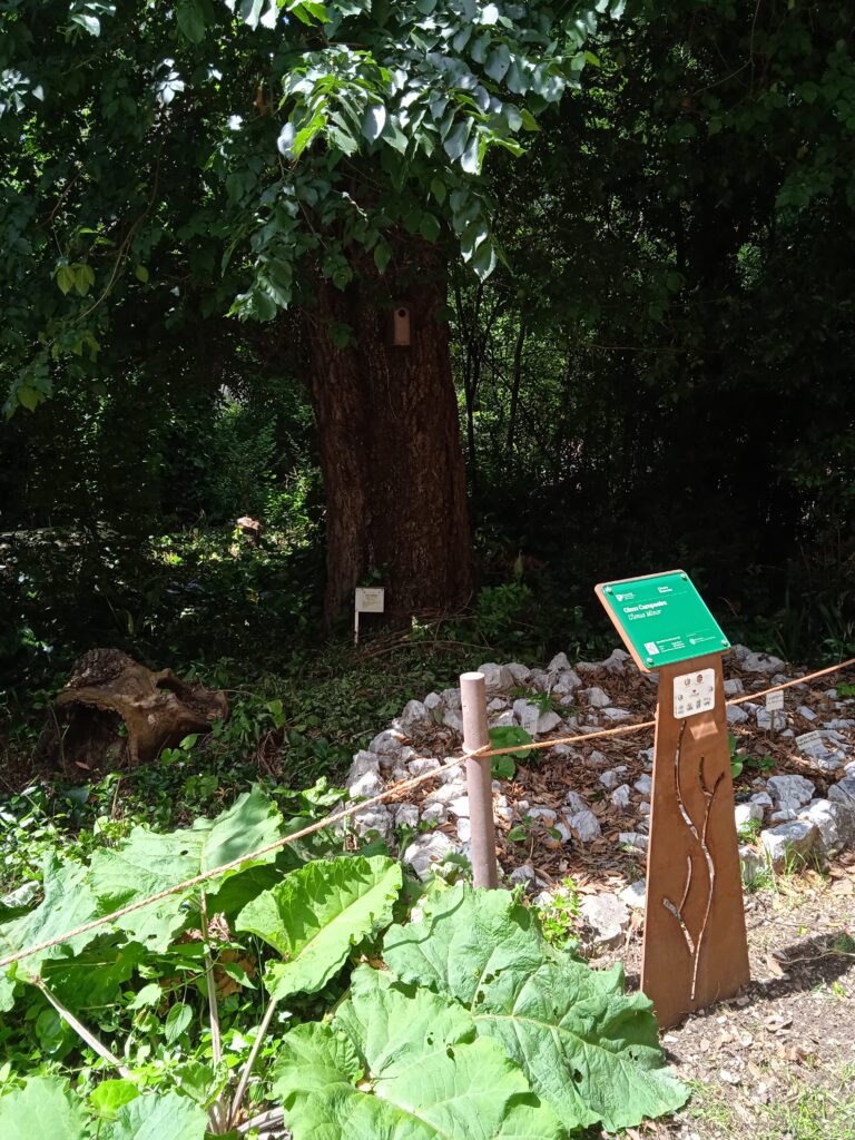 Evento del Bosco risonante: I racconti arborei di Fabio Tombari